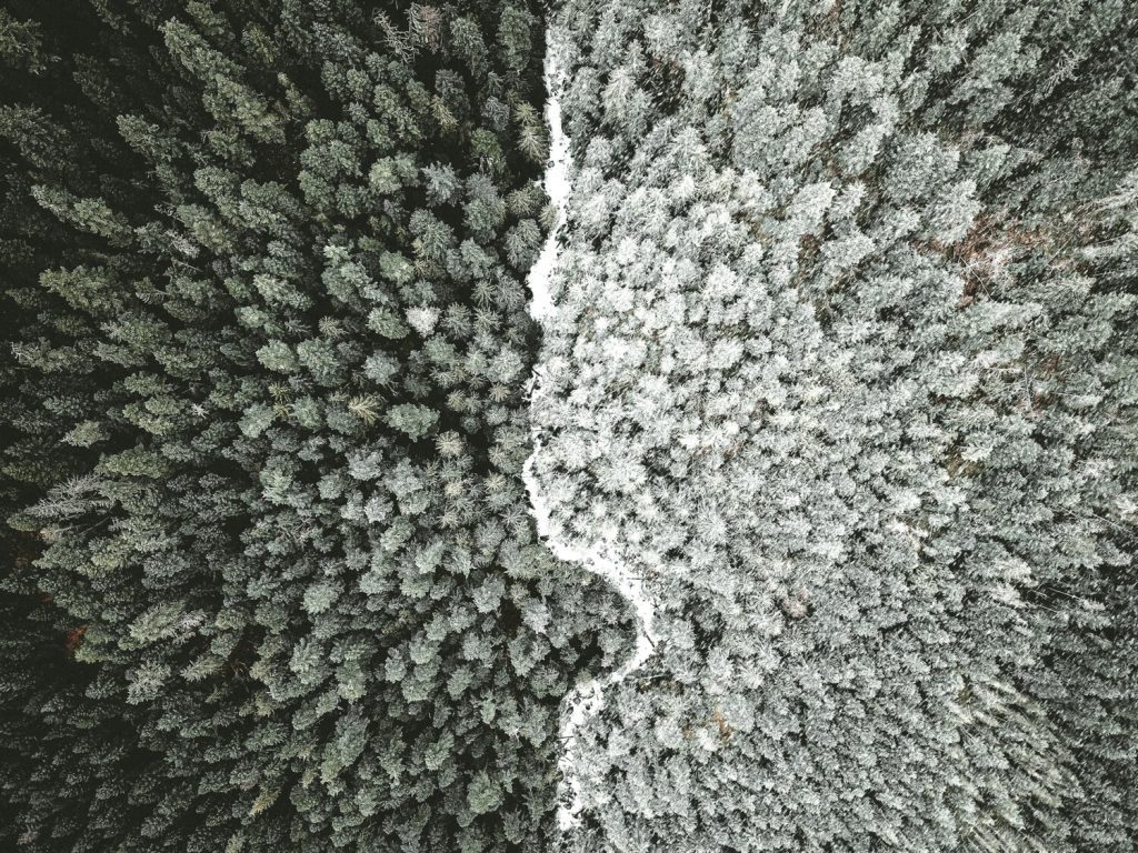 view of forest from above