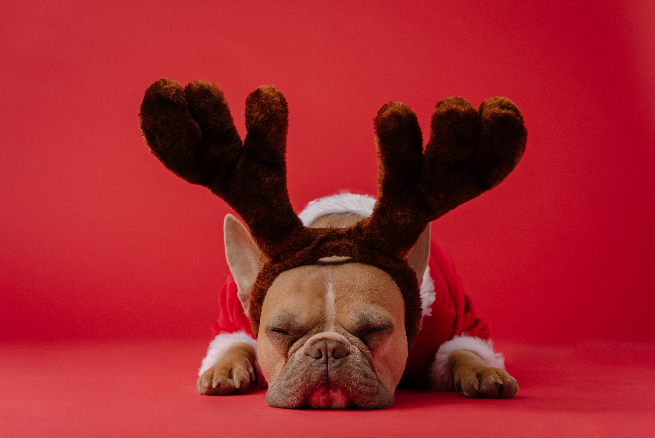 dog with reindeer ears with red background